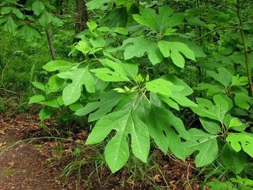 "Fragrant Sassafras Seeds, Planting - 100 pcs" - Plant Seeds