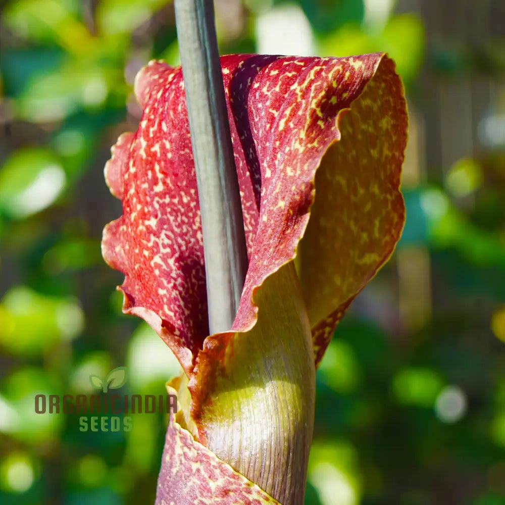 Sauromatum Venosum (Bulbils) Seeds For Gardening Enthusiasts | Rare Arum Lily Bulbils Planting And