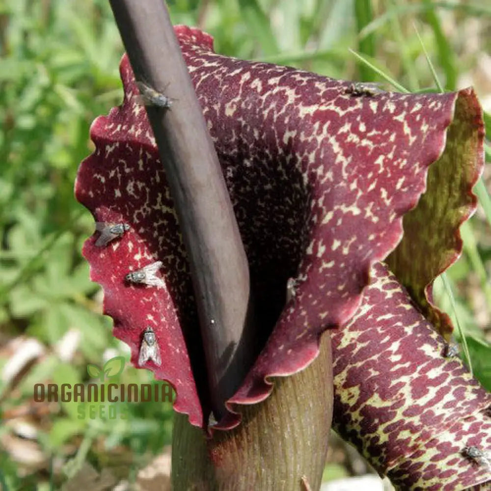 Sauromatum Venosum (Bulbils) Seeds For Gardening Enthusiasts | Rare Arum Lily Bulbils Planting And