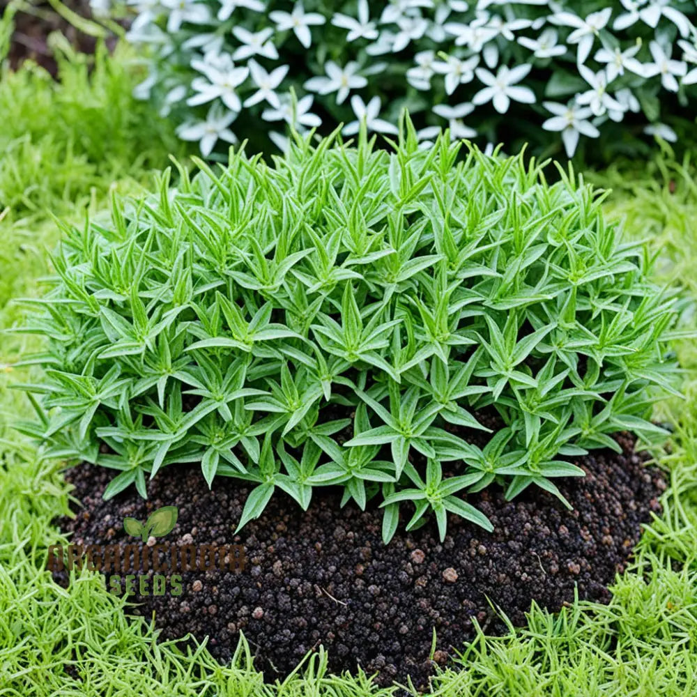 Savory Winter Plant Seeds - High-Quality For Flavorful Herbs 100 Pcs Plants