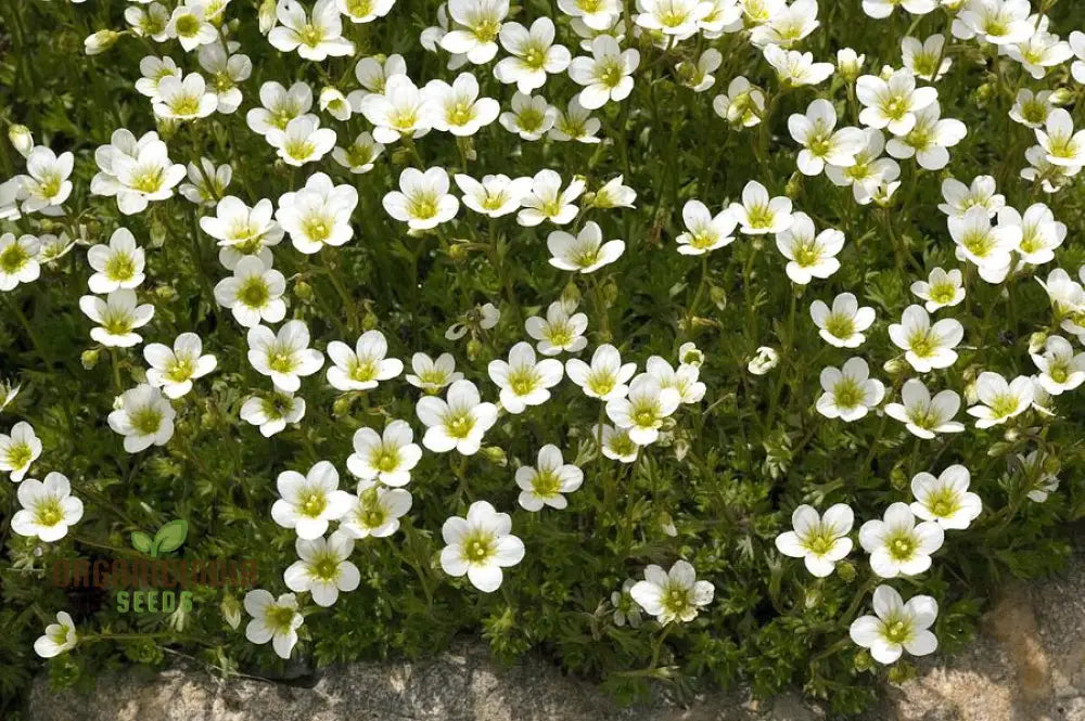 Saxifraga Cebennensis Seeds For Gardening Enthusiasts | Rare Alpine Rockery Plant Buy Online