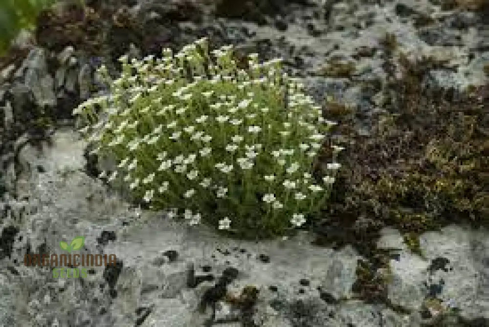 Saxifraga Cebennensis Seeds For Gardening Enthusiasts | Rare Alpine Rockery Plant Buy Online