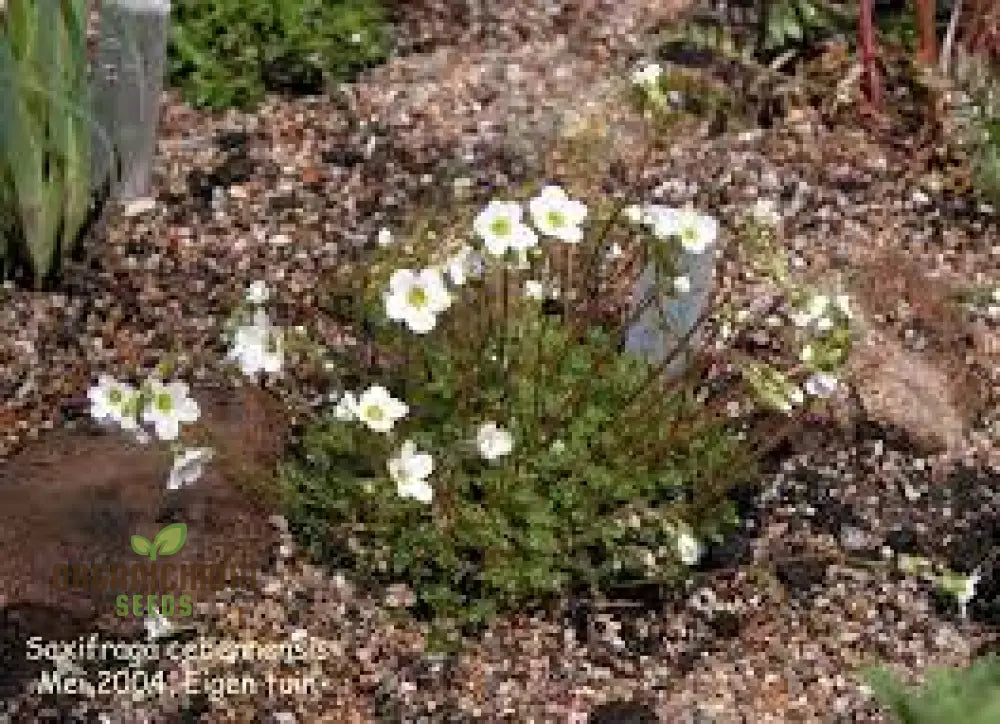 Saxifraga Cebennensis Seeds For Gardening Enthusiasts | Rare Alpine Rockery Plant Buy Online