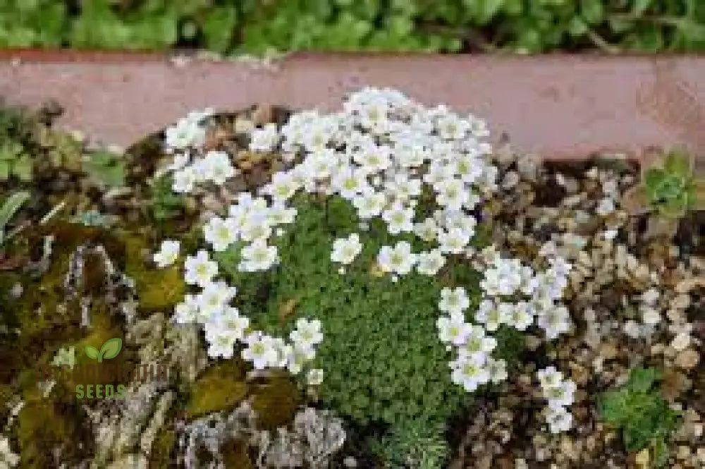 Saxifraga Cebennensis Seeds For Gardening Enthusiasts | Rare Alpine Rockery Plant Buy Online