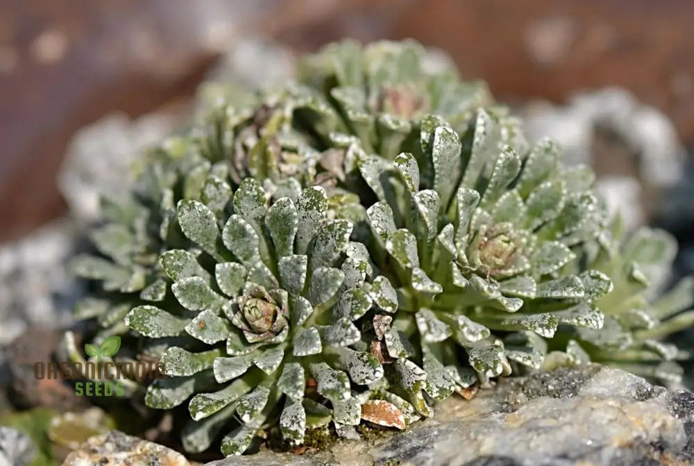 Saxifraga Cochlearis Seeds - Premium Gardening For Alpine Rock Gardens And Borders | Buy Online