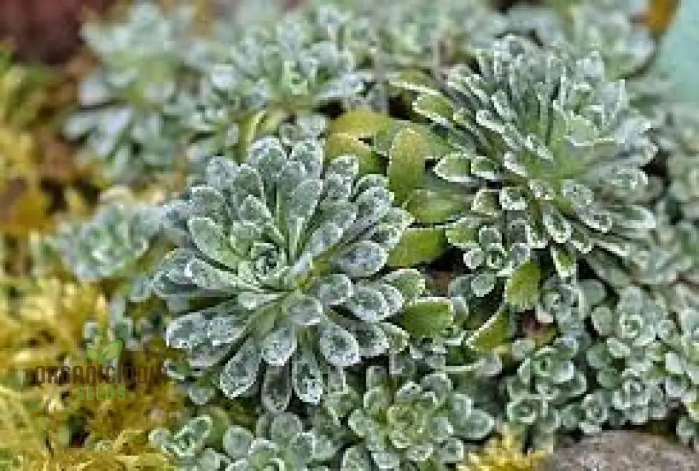 Saxifraga Cochlearis Seeds - Premium Gardening For Alpine Rock Gardens And Borders | Buy Online