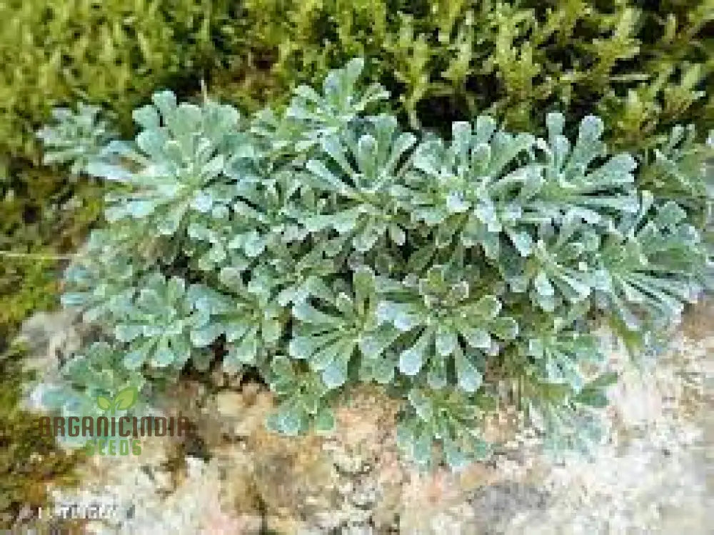 Saxifraga Cochlearis Seeds - Premium Gardening For Alpine Rock Gardens And Borders | Buy Online