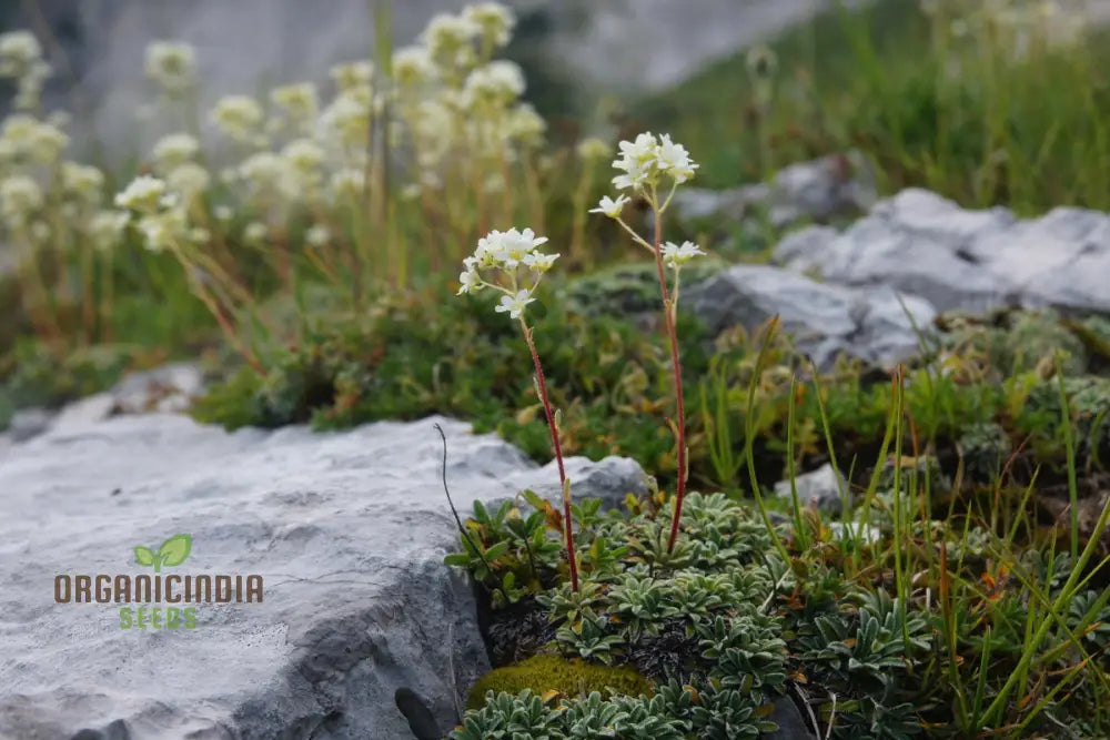 Saxifraga Crustata Seeds - Premium Quality Gardening For Groundcover And Rock Gardens