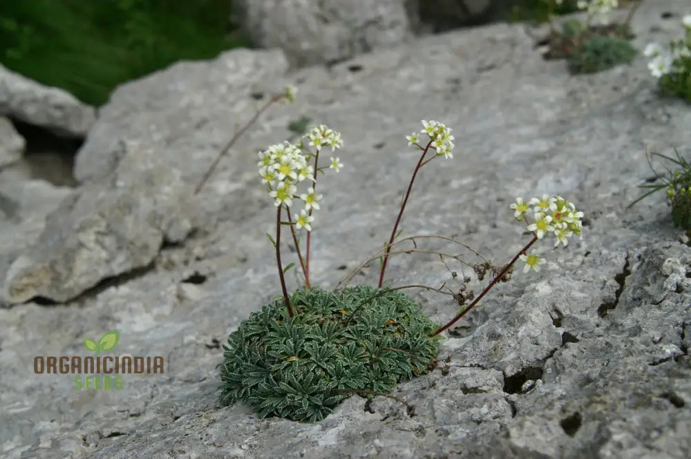 Saxifraga Crustata Seeds - Premium Quality Gardening For Groundcover And Rock Gardens