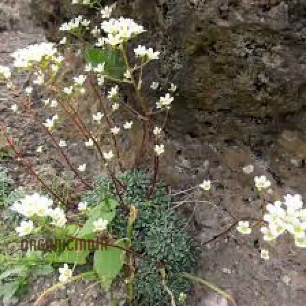 Saxifraga Crustata Seeds - Premium Quality Gardening For Groundcover And Rock Gardens