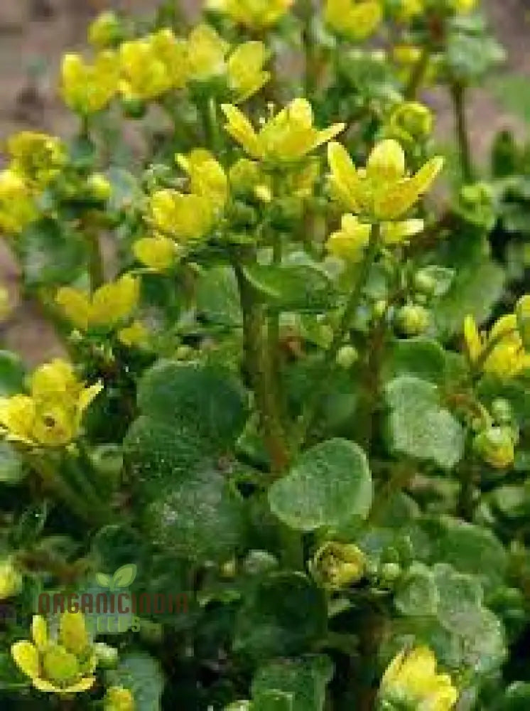 Saxifraga Cymbalaria Seeds For Gardening Enthusiasts | Buy Rare Alpine Plant Online