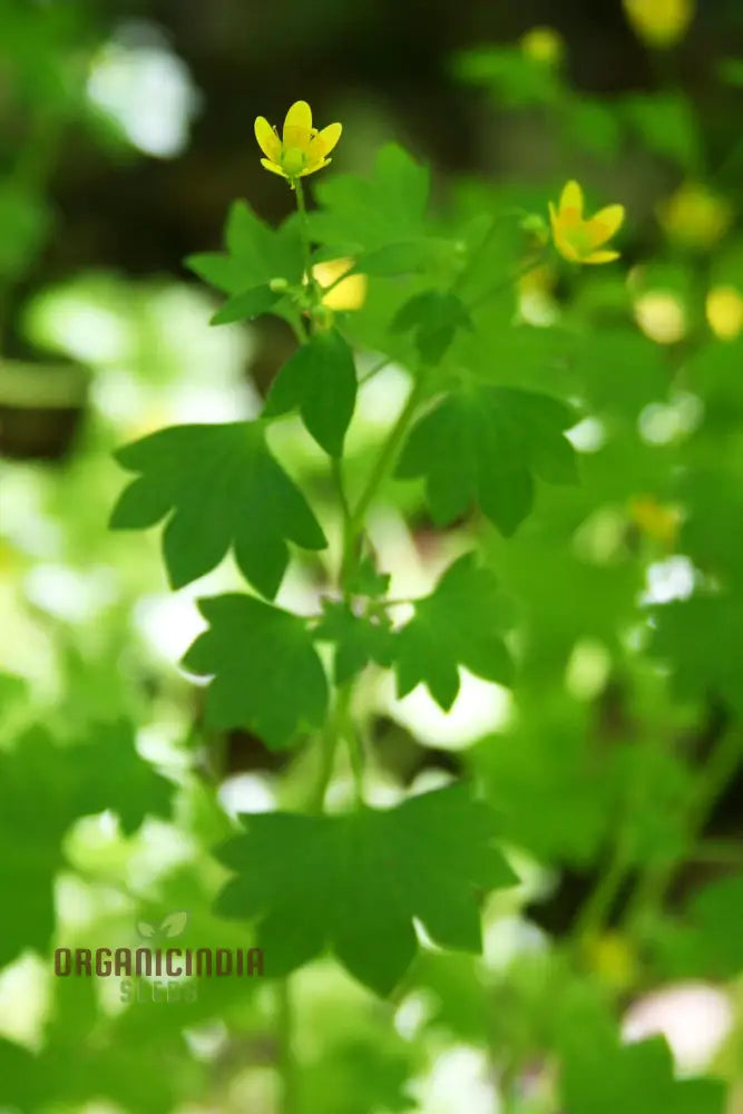 Saxifraga Cymbalaria Seeds For Gardening Enthusiasts | Buy Rare Alpine Plant Online