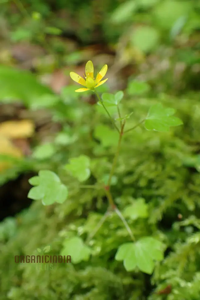 Saxifraga Cymbalaria Seeds For Gardening Enthusiasts | Buy Rare Alpine Plant Online