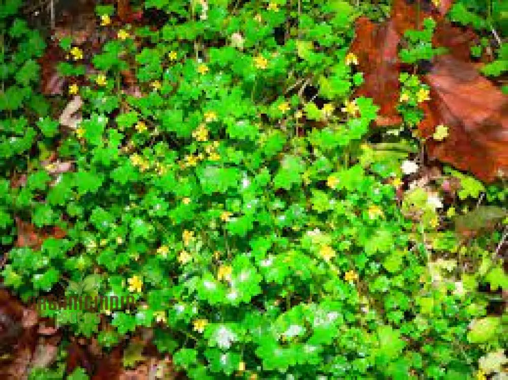 Saxifraga Cymbalaria Seeds For Gardening Enthusiasts | Buy Rare Alpine Plant Online