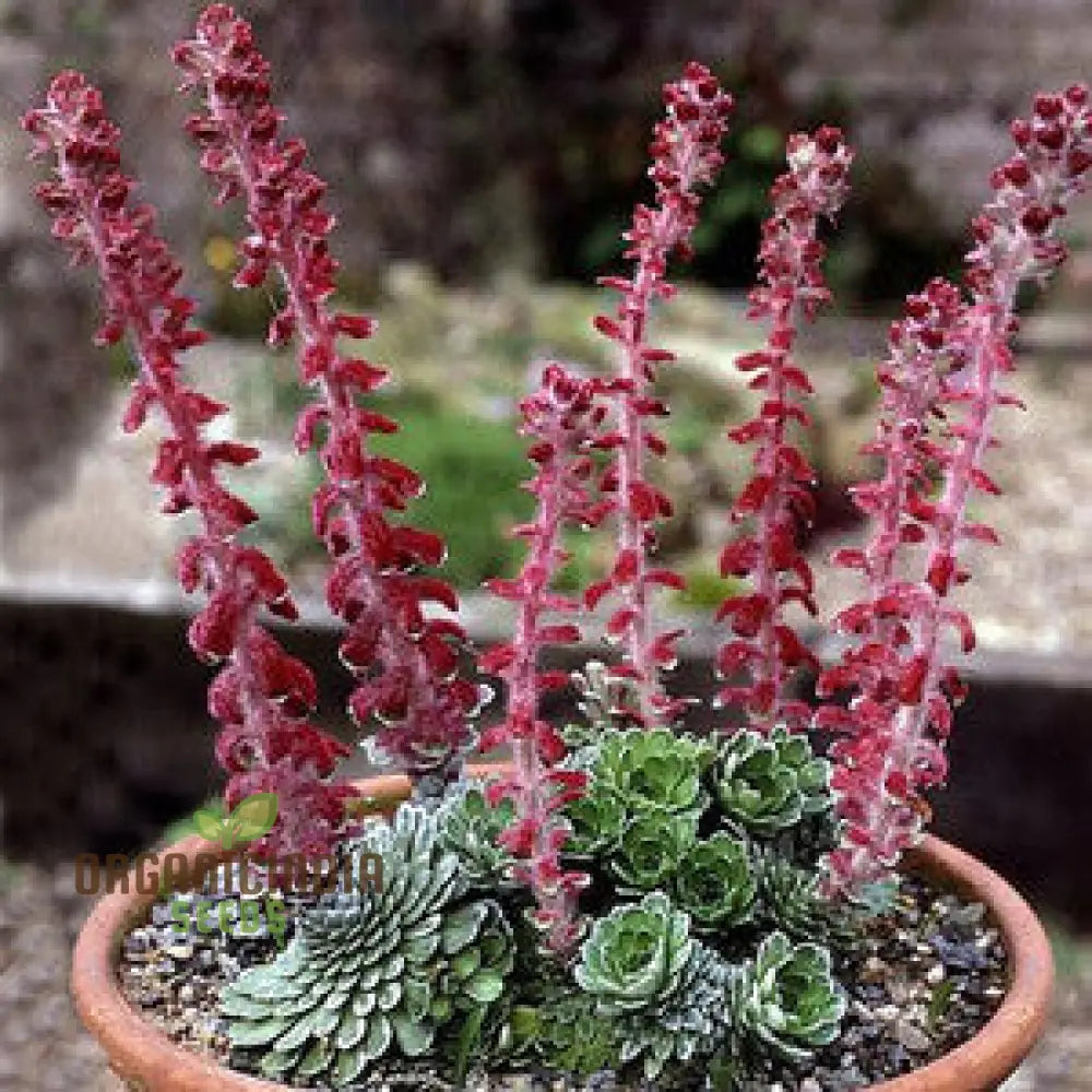 Saxifraga Fusca Seeds For Gardening - High-Quality Beautiful Garden Blooms Buy Online Your Needs