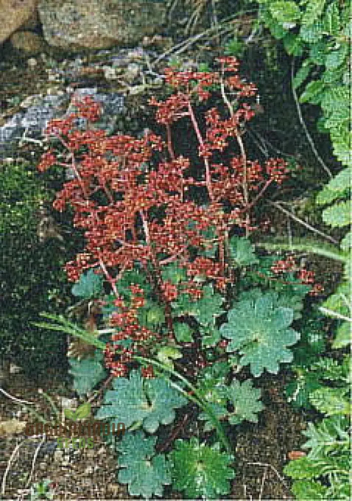 Saxifraga Fusca Seeds For Gardening - High-Quality Beautiful Garden Blooms Buy Online Your Needs