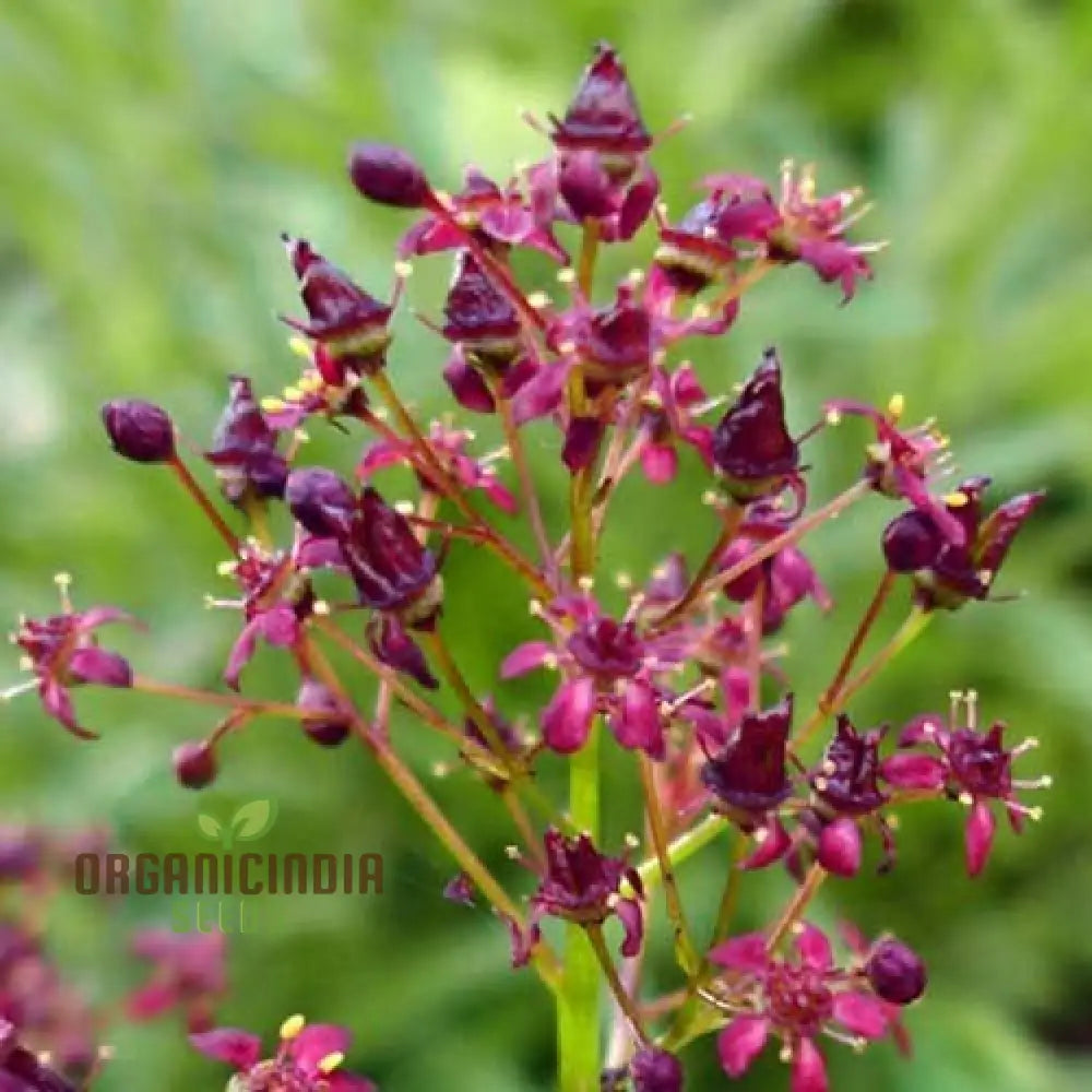 Saxifraga Fusca Seeds For Gardening - High-Quality Beautiful Garden Blooms Buy Online Your Needs