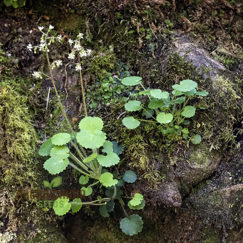 Saxifraga Hirsuta Seeds For Gardening - Perfect Beautiful And Lush Gardens High-Quality Successful