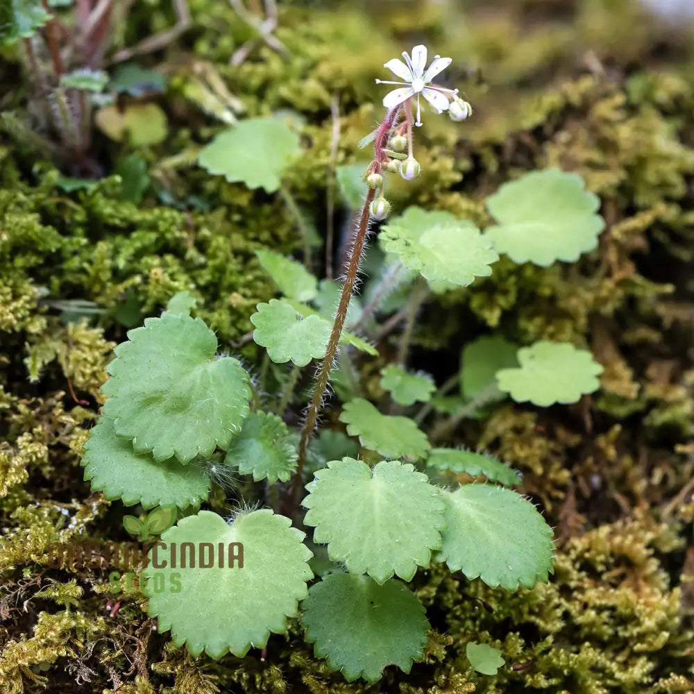 Saxifraga Hirsuta Seeds For Gardening - Perfect Beautiful And Lush Gardens High-Quality Successful