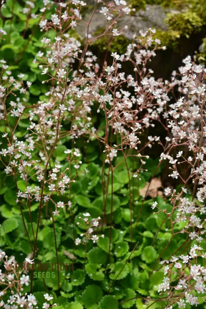 Saxifraga Hirsuta Seeds For Gardening - Perfect Beautiful And Lush Gardens High-Quality Successful