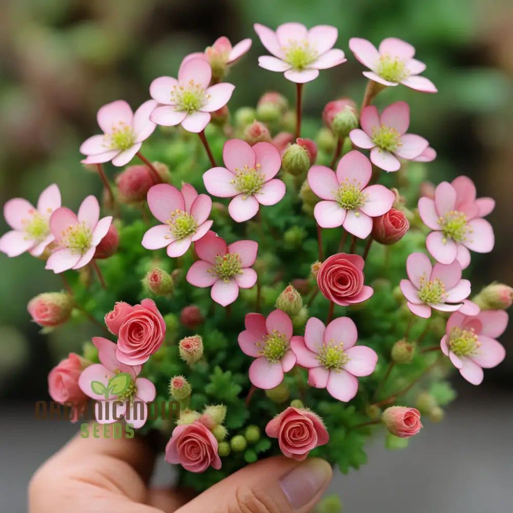 Saxifraga Mossy Flower Seeds Enhance Your Garden With Beautiful Blooms Saxifrage Rose Flower