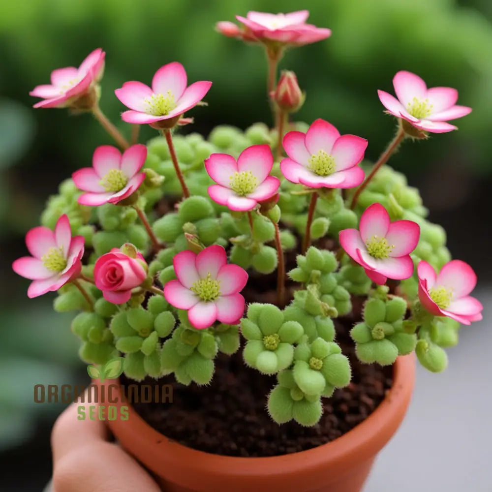 Saxifraga Mossy Flower Seeds Enhance Your Garden With Beautiful Blooms Saxifrage Rose Flower