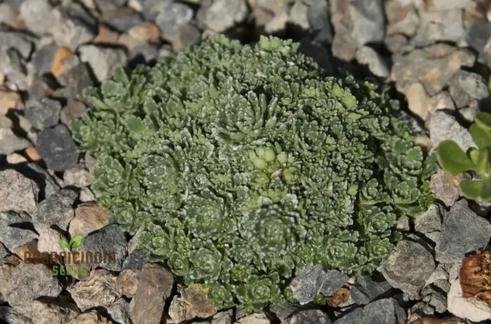 Saxifraga Paniculata Minutifolia Seeds - Premium Gardening Plant For Rock Gardens And Borders |