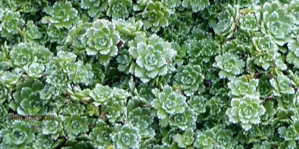 Saxifraga Paniculata Minutifolia Seeds - Premium Gardening Plant For Rock Gardens And Borders |