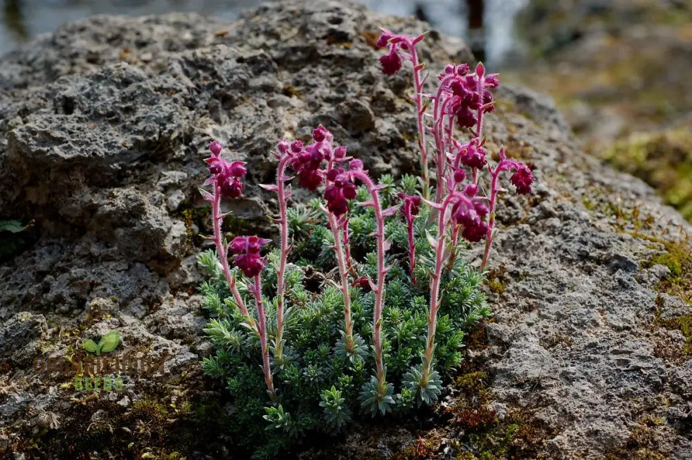 Saxifraga Sempervivum Seeds For Gardening Enthusiasts | Organic Planting Succulent Gardens And