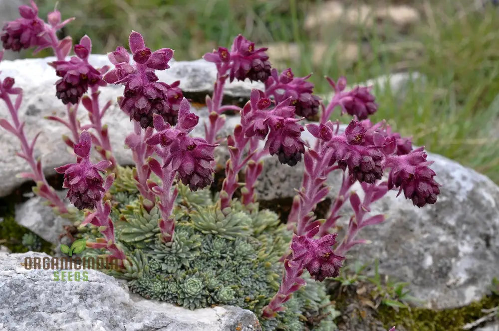 Saxifraga Sempervivum Seeds For Gardening Enthusiasts | Organic Planting Succulent Gardens And