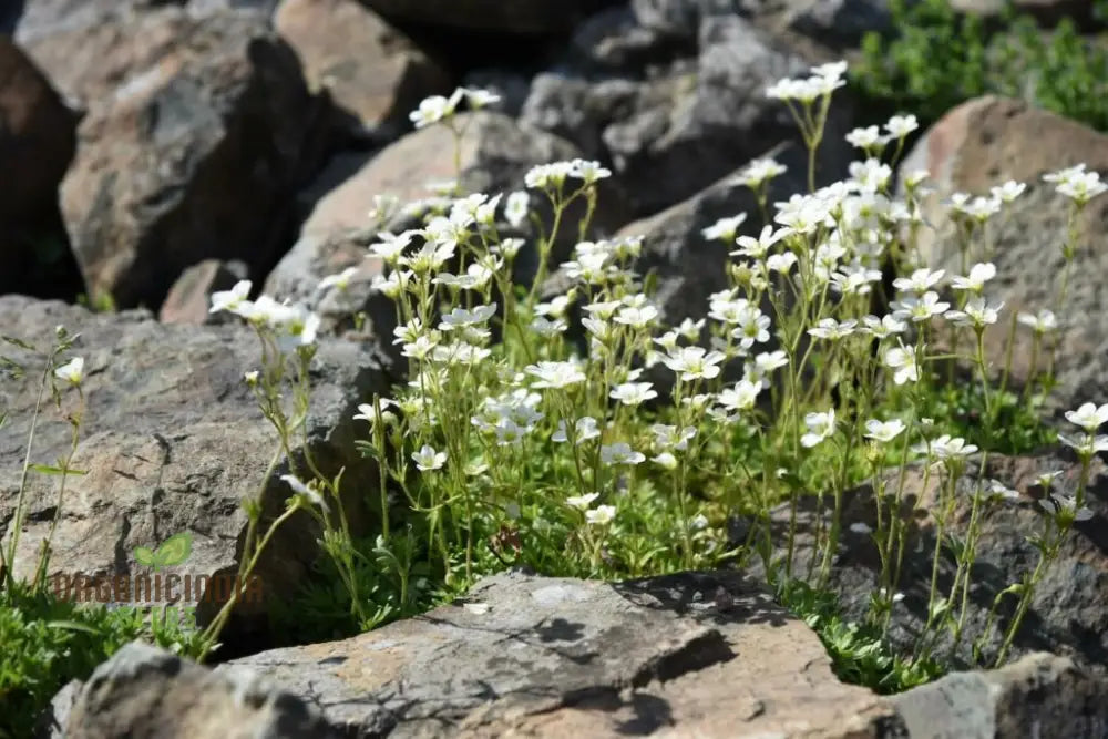 Saxifraga Species Mixed Seeds For Gardening Enthusiasts | Rare Alpine Plant Variety Garden Rock