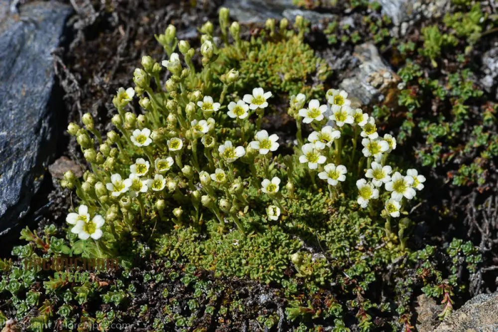 Saxifraga Species Mixed Seeds For Gardening Enthusiasts | Rare Alpine Plant Variety Garden Rock