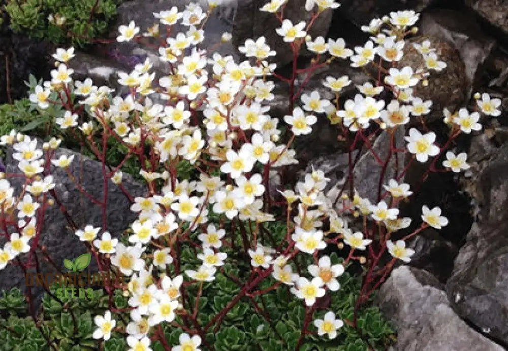 Saxifraga Species Mixed Seeds For Gardening Enthusiasts | Rare Alpine Plant Variety Garden Rock