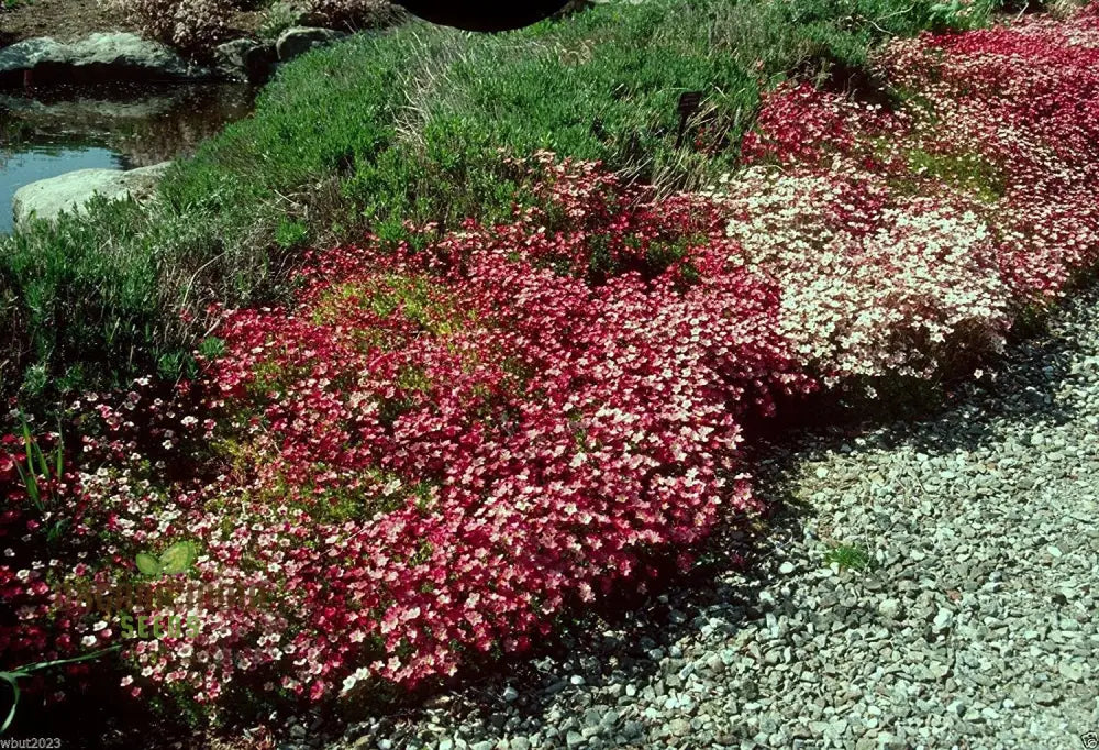 Saxifraga Species Mixed Seeds For Gardening Enthusiasts | Rare Alpine Plant Variety Garden Rock