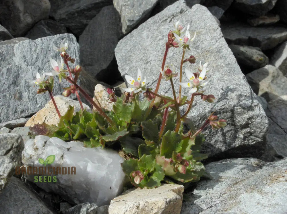 Saxifraga Stellaris Seeds For Gardening Enthusiasts | Rare Alpine Perennial Flower Rock Gardens And