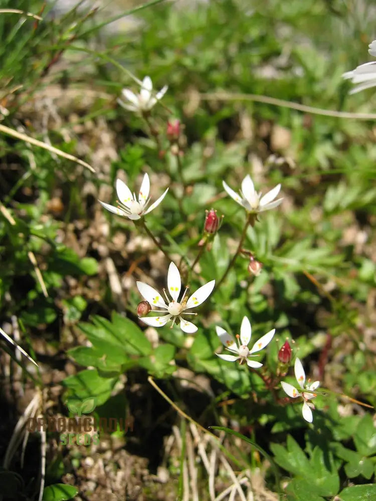 Saxifraga Stellaris Seeds For Gardening Enthusiasts | Rare Alpine Perennial Flower Rock Gardens And