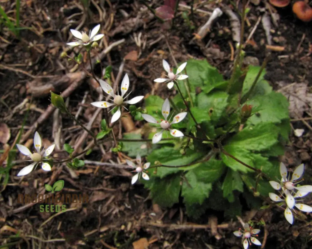 Saxifraga Stellaris Seeds For Gardening Enthusiasts | Rare Alpine Perennial Flower Rock Gardens And