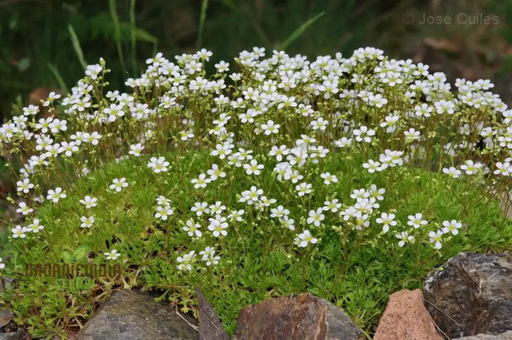 Saxifraga Vayredana Seeds - Rare Alpine Rockery Plant For Gardening Enthusiasts