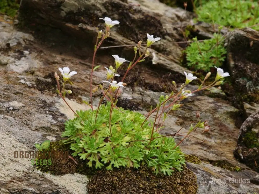 Saxifraga Vayredana Seeds - Rare Alpine Rockery Plant For Gardening Enthusiasts