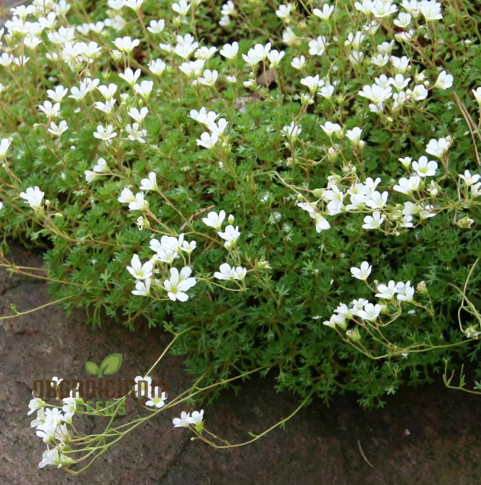 Saxifraga Vayredana Seeds - Rare Alpine Rockery Plant For Gardening Enthusiasts