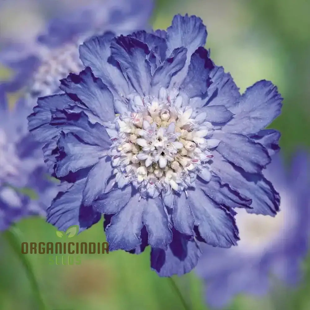 Scabiosa - Atro Blue Pincushion Seeds: Perfect For Gardening Enthusiasts Looking To Cultivate