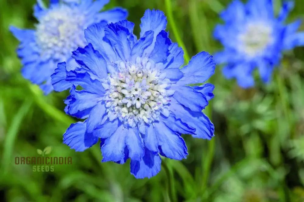 Scabiosa - Atro Blue Pincushion Seeds: Perfect For Gardening Enthusiasts Looking To Cultivate