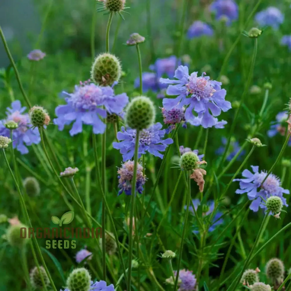 Scabiosa - Atro Blue Pincushion Seeds: Perfect For Gardening Enthusiasts Looking To Cultivate