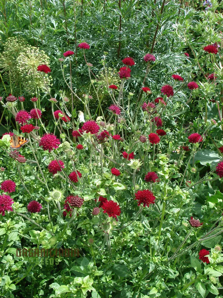 Scabiosa Atropurpurea ’Beaujolais Bonnets’ Seeds - Exquisite Garden Flowers For Your Floral