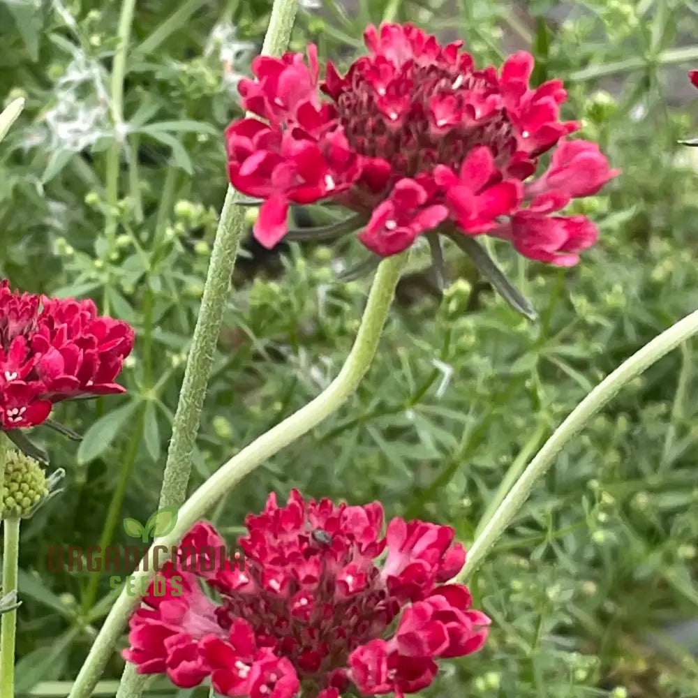 Scabiosa Atropurpurea ’Beaujolais Bonnets’ Seeds - Exquisite Garden Flowers For Your Floral