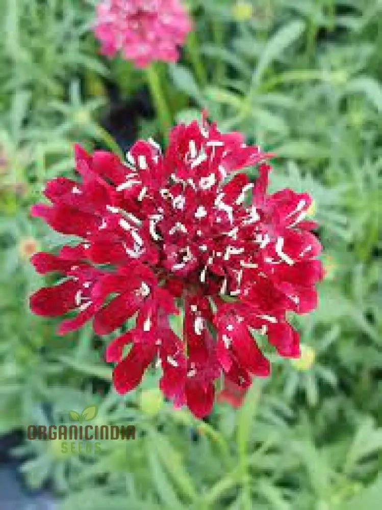 Scabiosa Atropurpurea ’Beaujolais Bonnets’ Seeds - Exquisite Garden Flowers For Your Floral