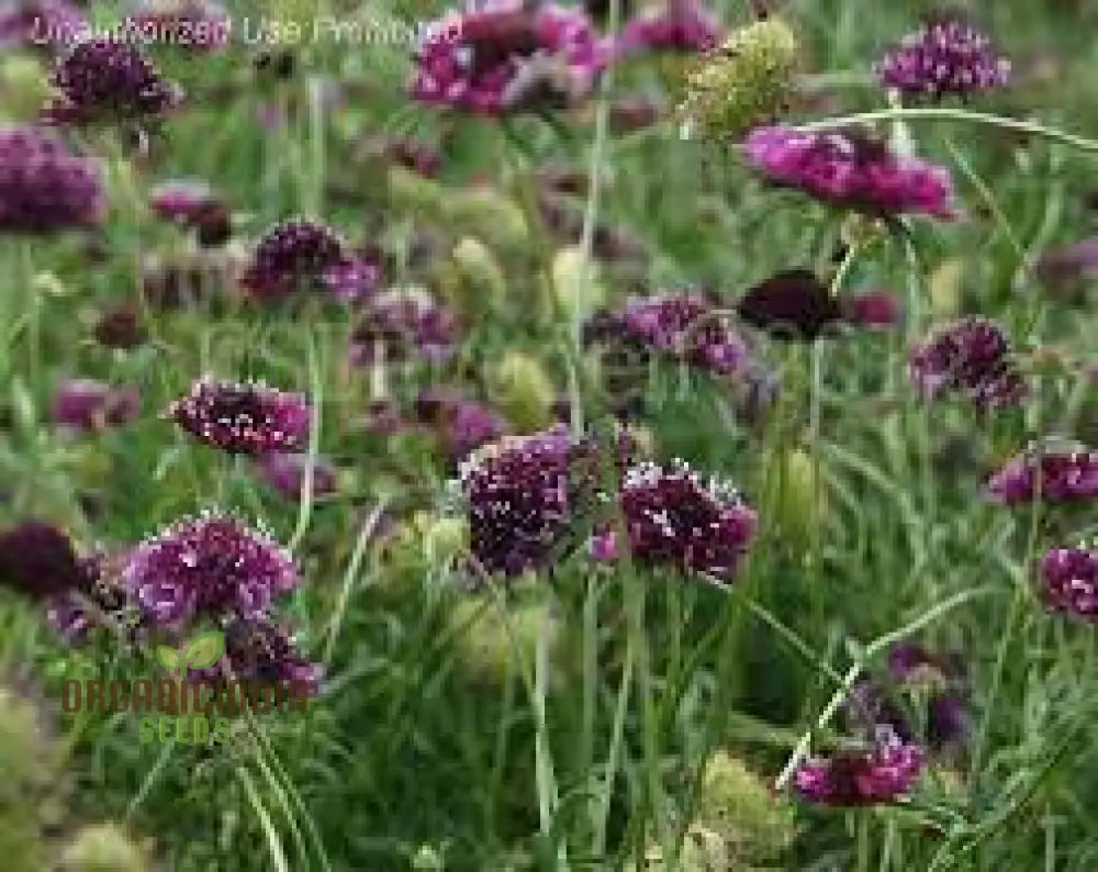 Scabiosa Atropurpurea ’Beaujolais Bonnets’ Seeds - Exquisite Garden Flowers For Your Floral