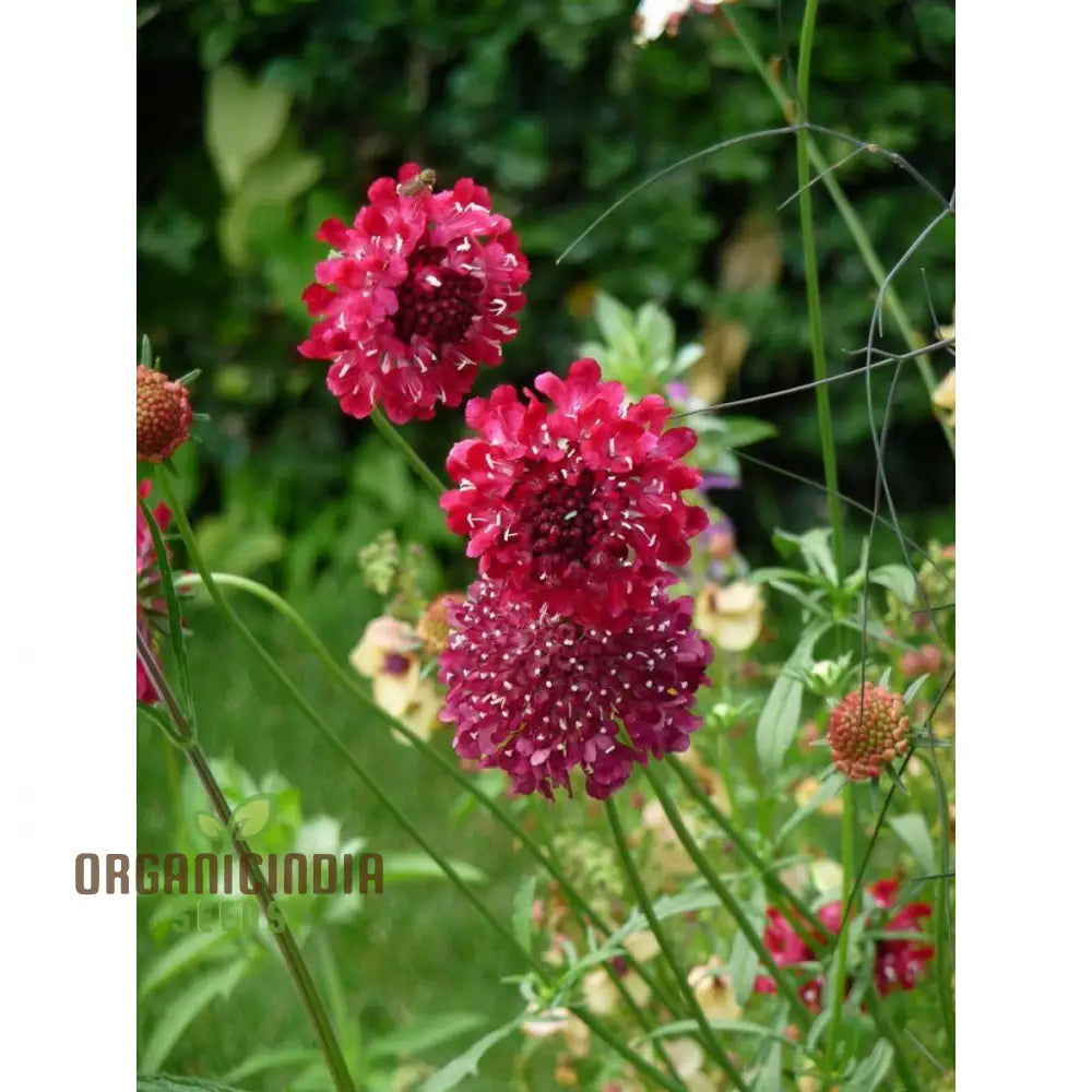 Scabiosa Atropurpurea ’Beaujolais Bonnets’ Seeds - Exquisite Garden Flowers For Your Floral