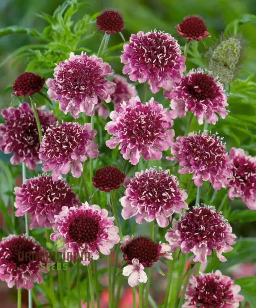 Scabiosa Atropurpurea ’Beaujolais Bonnets’ Seeds - Exquisite Garden Flowers For Your Floral