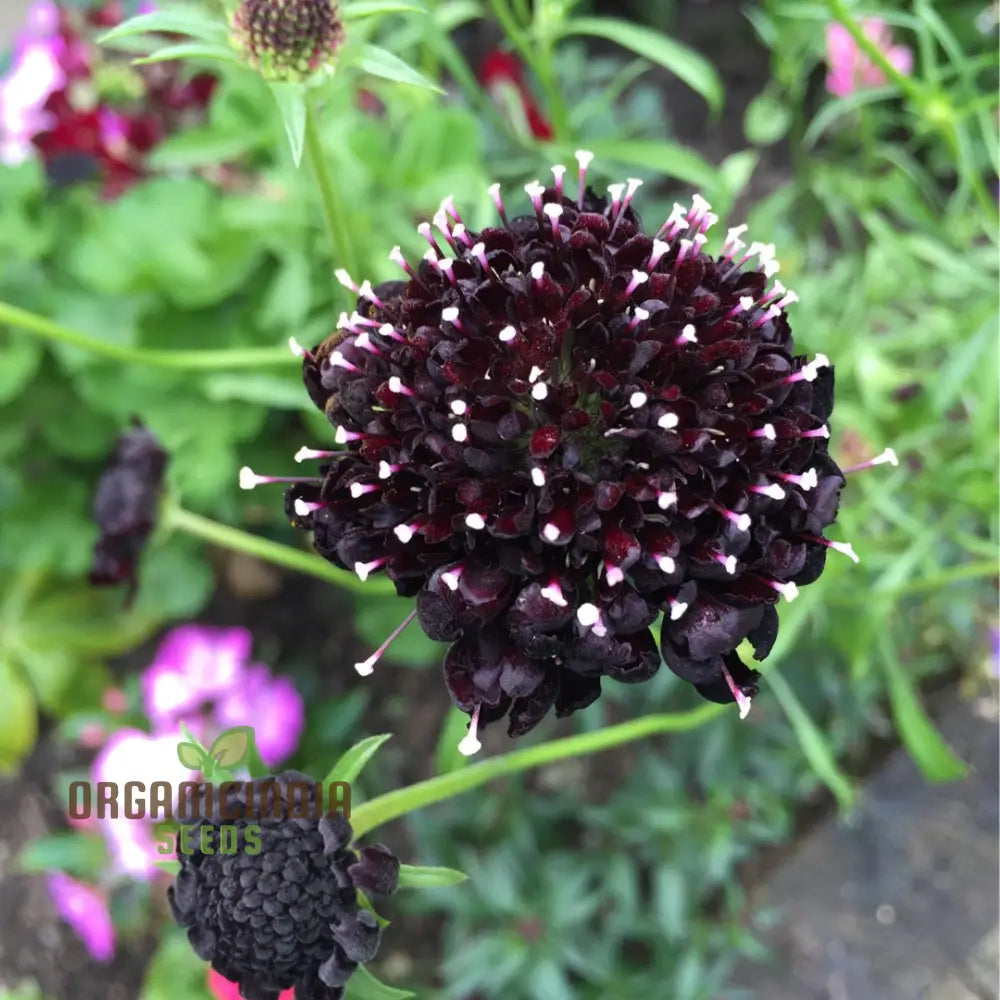 Scabiosa Atropurpurea Black Knight Seeds - Cultivate Striking And Dark Flowers In Your Garden